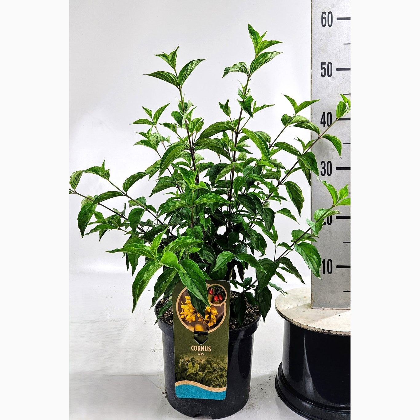 Körsbärskornell – Cornus mas - C5 40-60 CM